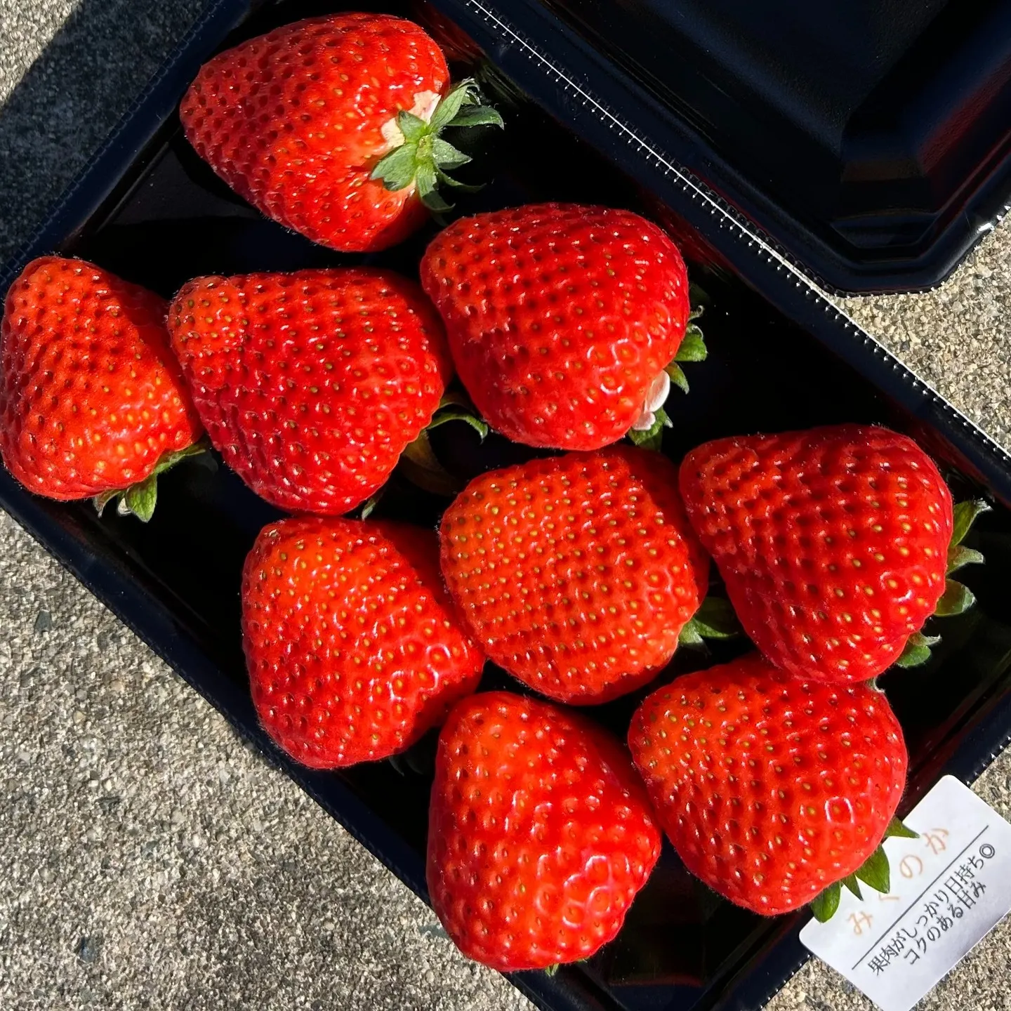 朝日が差し込む爽やかな空気の下、まだ静かな農園で真っ赤に熟し...
