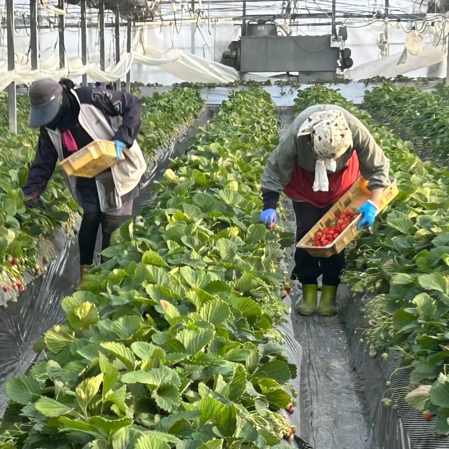 いちごの収穫シーズンが最盛期となり、毎日が忙しさと楽しさに満...
