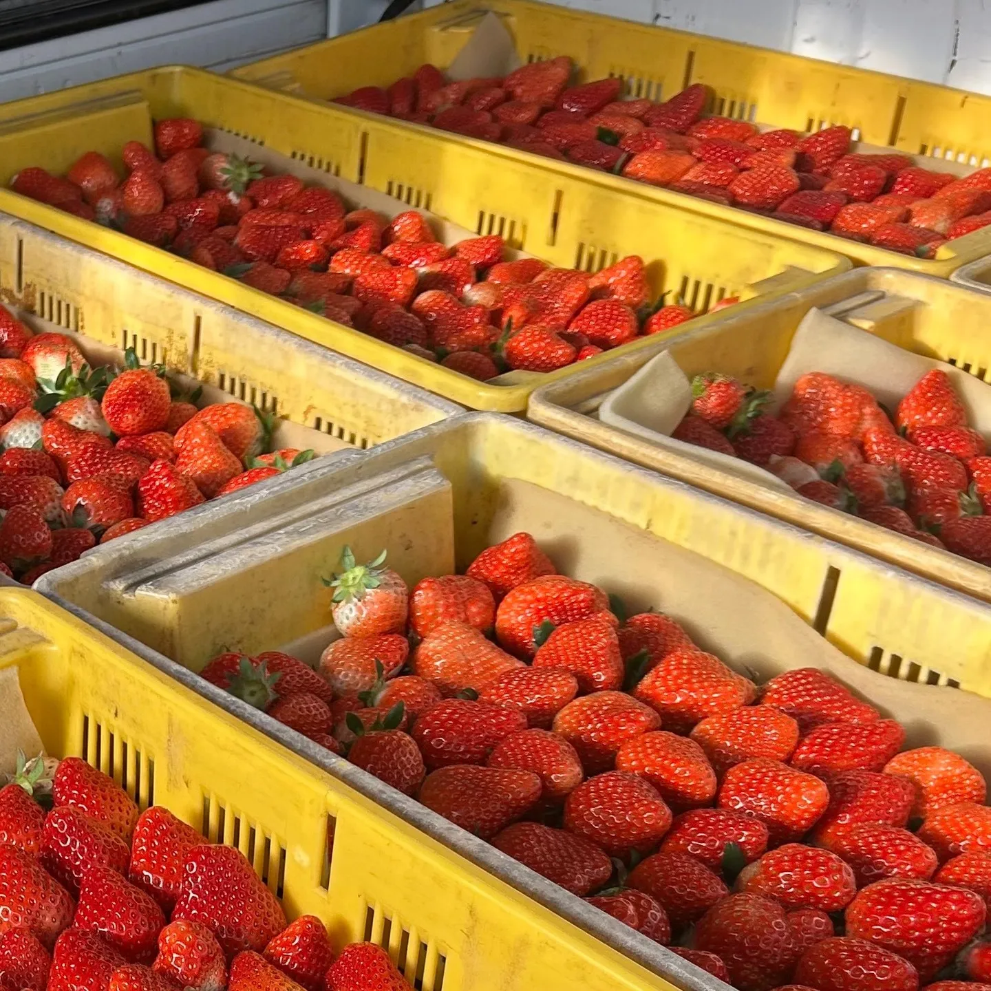 いちごの収穫シーズンが最盛期となり、毎日が忙しさと楽しさに満...