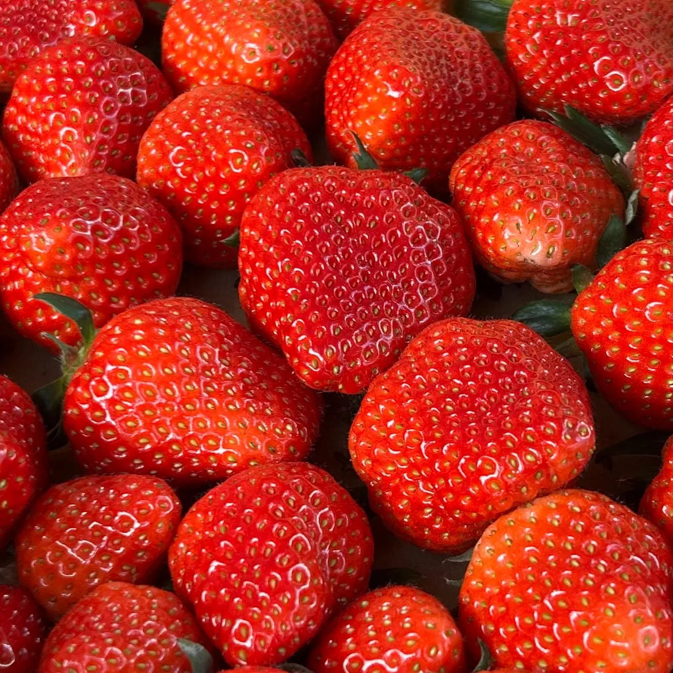 いちごの収穫シーズンが最盛期となり、毎日が忙しさと楽しさに満...