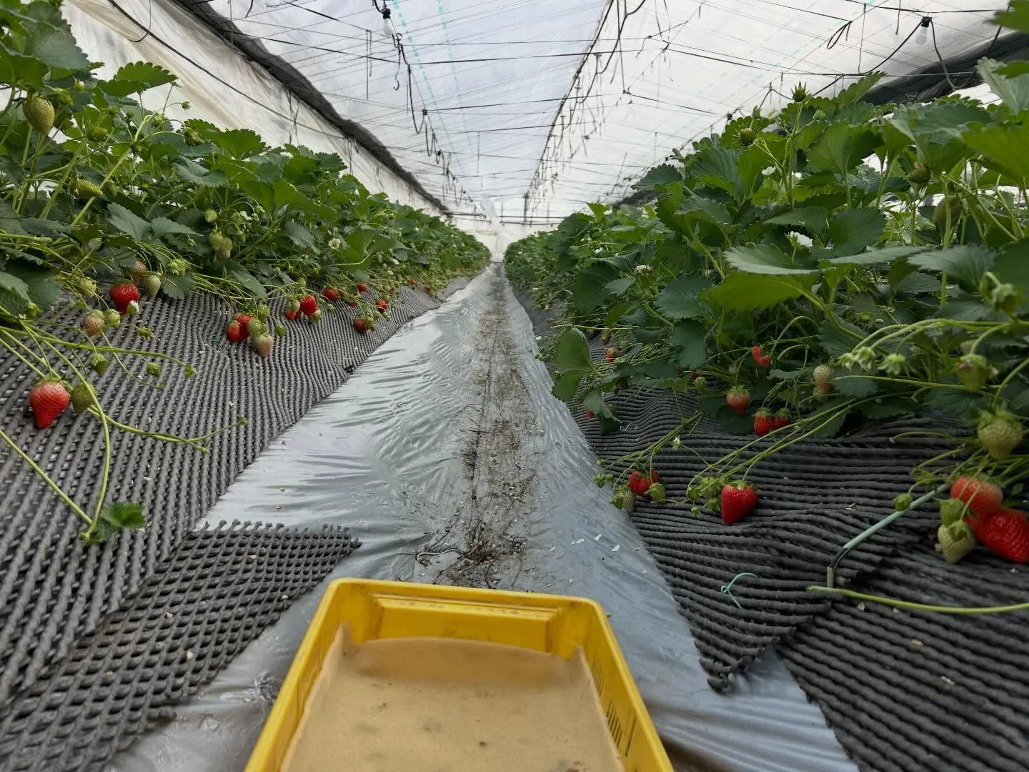 今日も新鮮な地元の採れたて野菜をご用意しております。
