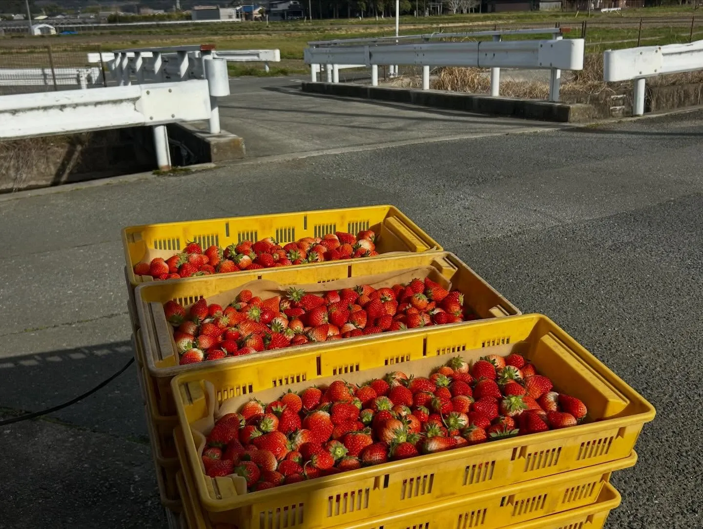 今日も新鮮な地元の採れたて野菜をご用意しております。