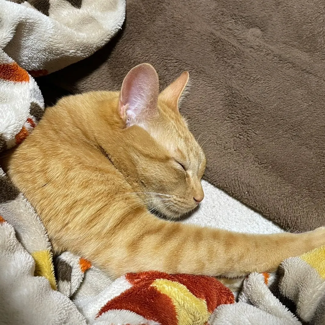 今日は【猫の縁結びマルシェ】に参加します！
