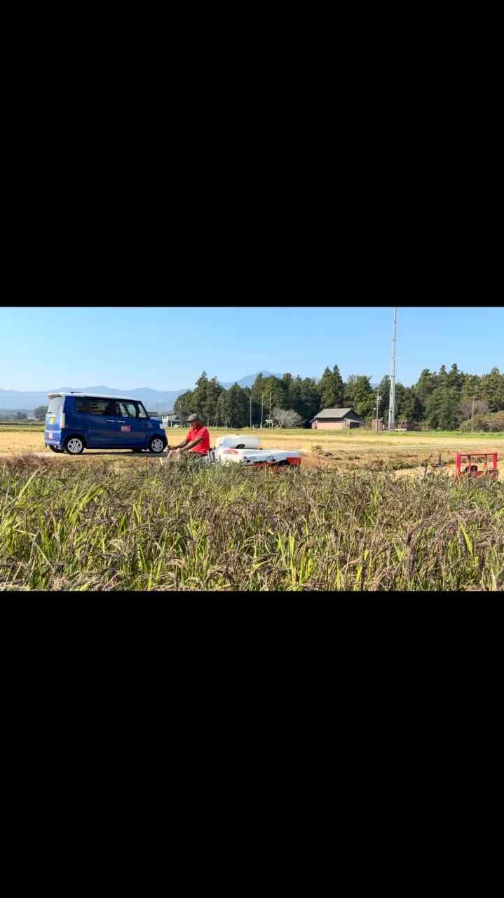 古代米の稲刈り🌾